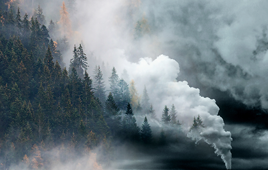 A forest fire advances across pine trees of various shades